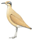 Cream-colored Courser Illustration