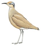 Somali Courser Illustration