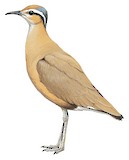 Burchell's Courser Illustration