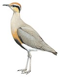 Temminck's Courser Illustration