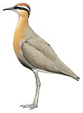 Indian Courser Illustration