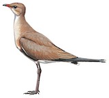 Australian Pratincole Illustration