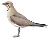 Collared Pratincole Illustration