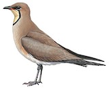 Oriental Pratincole Illustration