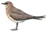 Black-winged Pratincole Illustration