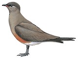 Madagascar Pratincole Illustration