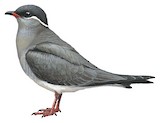 Rock Pratincole Illustration