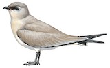 Small Pratincole Illustration