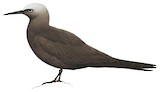 Brown Noddy Illustration