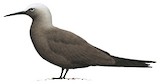 Black Noddy Illustration