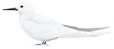 White Tern Illustration