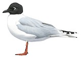 Saunders's Gull Illustration