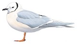 Ross's Gull Illustration