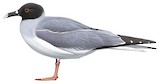 Swallow-tailed Gull Illustration