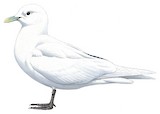 Ivory Gull Illustration