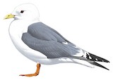 Red-legged Kittiwake Illustration