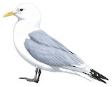 Black-legged Kittiwake Illustration