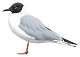 Bonaparte's Gull Illustration