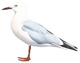 Slender-billed Gull Illustration