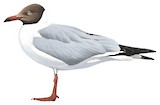 Brown-headed Gull Illustration