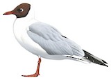 Black-headed Gull Illustration