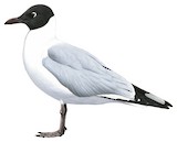 Andean Gull Illustration