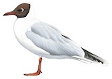 Brown-hooded Gull Illustration