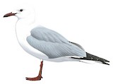 Hartlaub's Gull Illustration