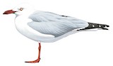 Silver Gull Illustration