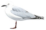 Black-billed Gull Illustration