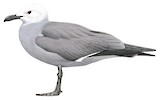 Grey Gull Illustration