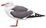 Dolphin Gull Illustration