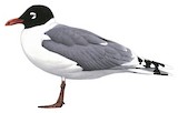 Franklin's Gull Illustration