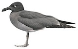 Lava Gull Illustration