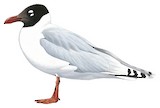 Relict Gull Illustration