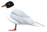 Mediterranean Gull Illustration