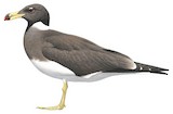 Sooty Gull Illustration