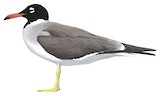 White-eyed Gull Illustration