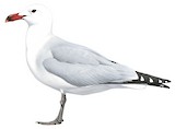 Audouin's Gull Illustration