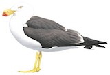 Pacific Gull Illustration