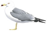 Black-tailed Gull Illustration