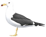 Olrog's Gull Illustration