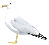 Ring-billed Gull Illustration