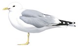 Short-billed Gull Illustration