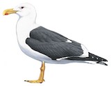 Yellow-footed Gull Illustration