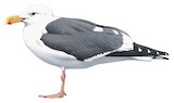 Western Gull Illustration