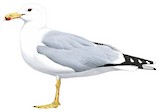 California Gull Illustration