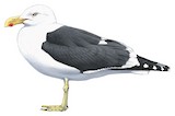 Kelp Gull Illustration