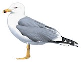 Armenian Gull Illustration