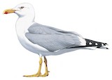 Yellow-legged Gull Illustration